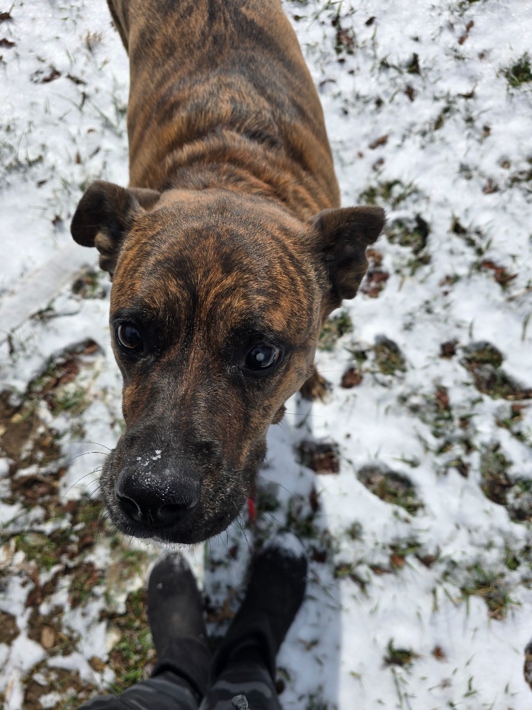 Qira, an adoptable Boxer, Mixed Breed in Neosho, MO, 64850 | Photo Image 1