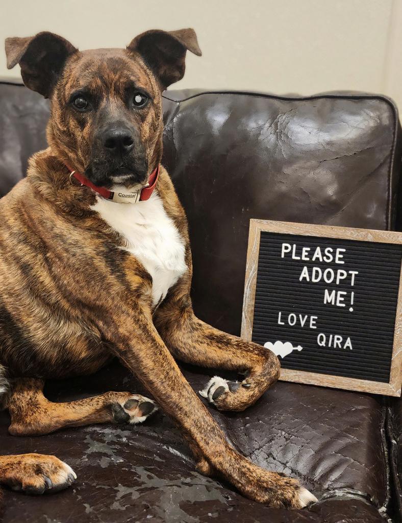 Qira, an adoptable Boxer, Mixed Breed in Neosho, MO, 64850 | Photo Image 1