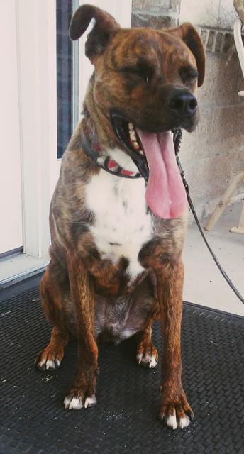 Qira, an adoptable Boxer, Mixed Breed in Neosho, MO, 64850 | Photo Image 2