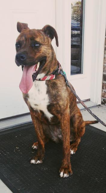 Qira, an adoptable Boxer, Mixed Breed in Neosho, MO, 64850 | Photo Image 3