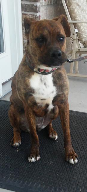 Qira, an adoptable Boxer, Mixed Breed in Neosho, MO, 64850 | Photo Image 4