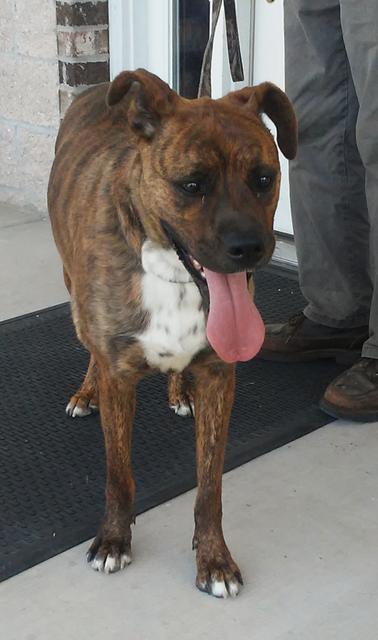 Qira, an adoptable Boxer, Mixed Breed in Neosho, MO, 64850 | Photo Image 5