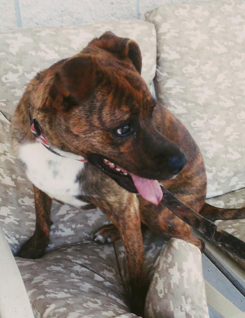 Qira, an adoptable Boxer, Mixed Breed in Neosho, MO, 64850 | Photo Image 6