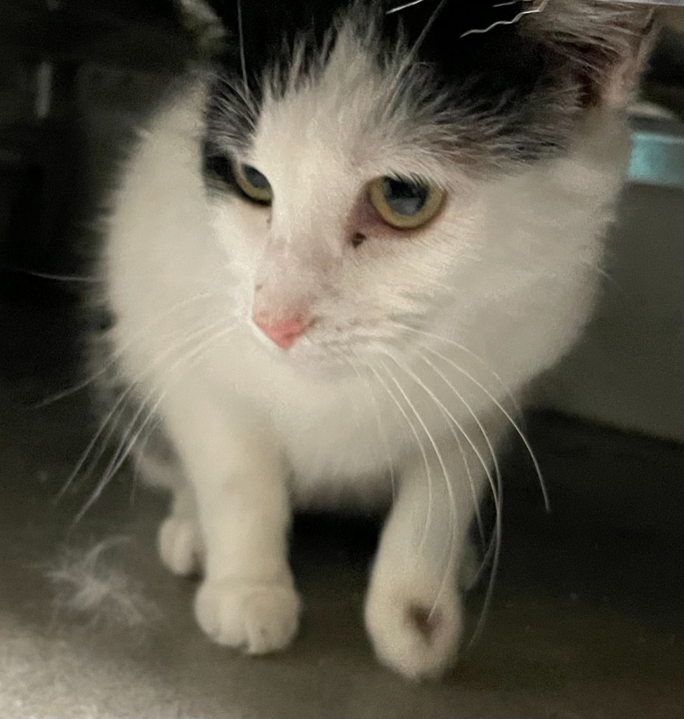 Mikki, an adoptable Domestic Short Hair in Hastings, NE, 68901 | Photo Image 1