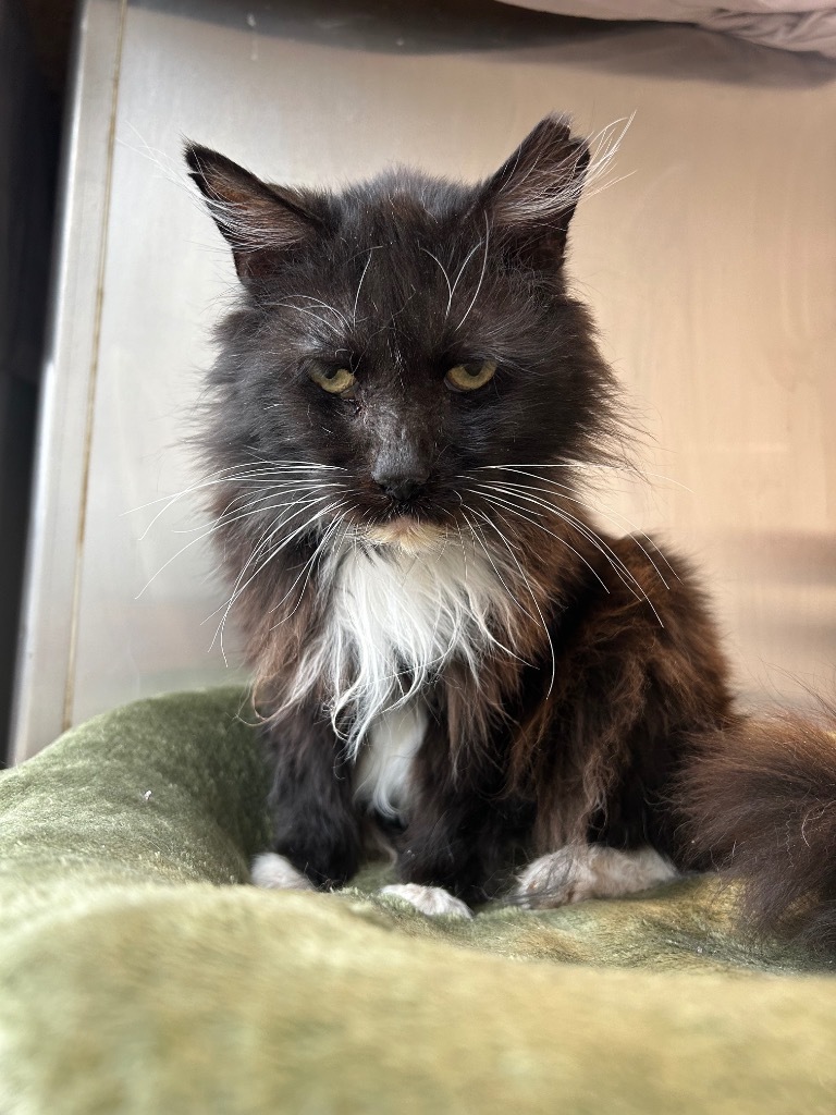 Buddy Longfur, an adoptable Domestic Long Hair in Sandy, UT, 84070 | Photo Image 1