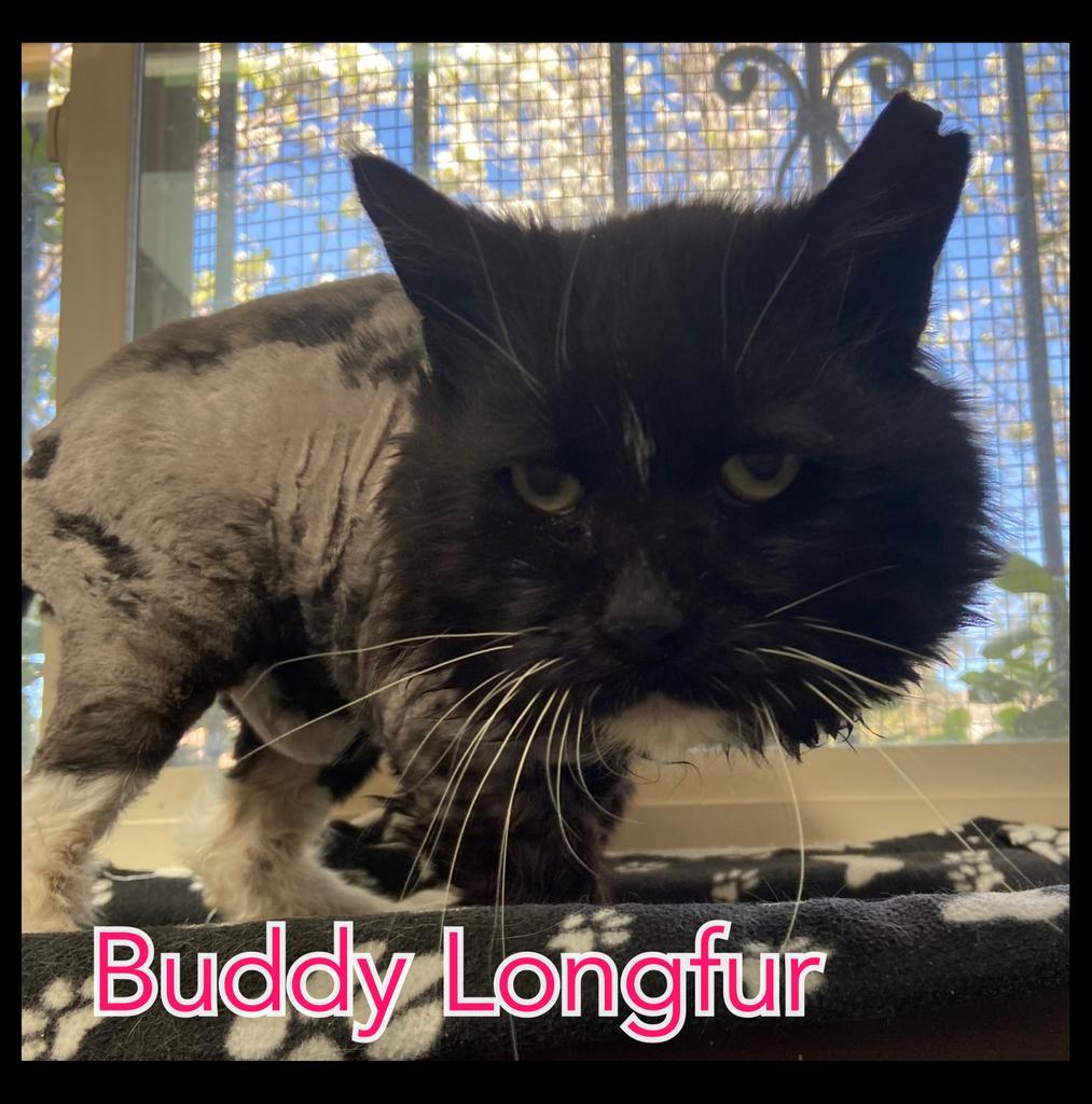 Buddy Longfur, an adoptable Domestic Long Hair in Sandy, UT, 84070 | Photo Image 2