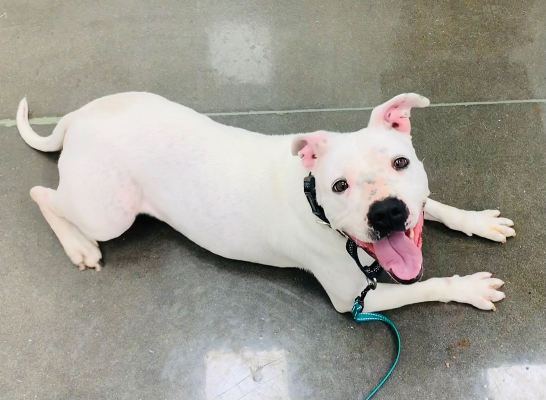 Susie, an adoptable Jack Russell Terrier, American Bully in Rogers, AR, 72756 | Photo Image 1