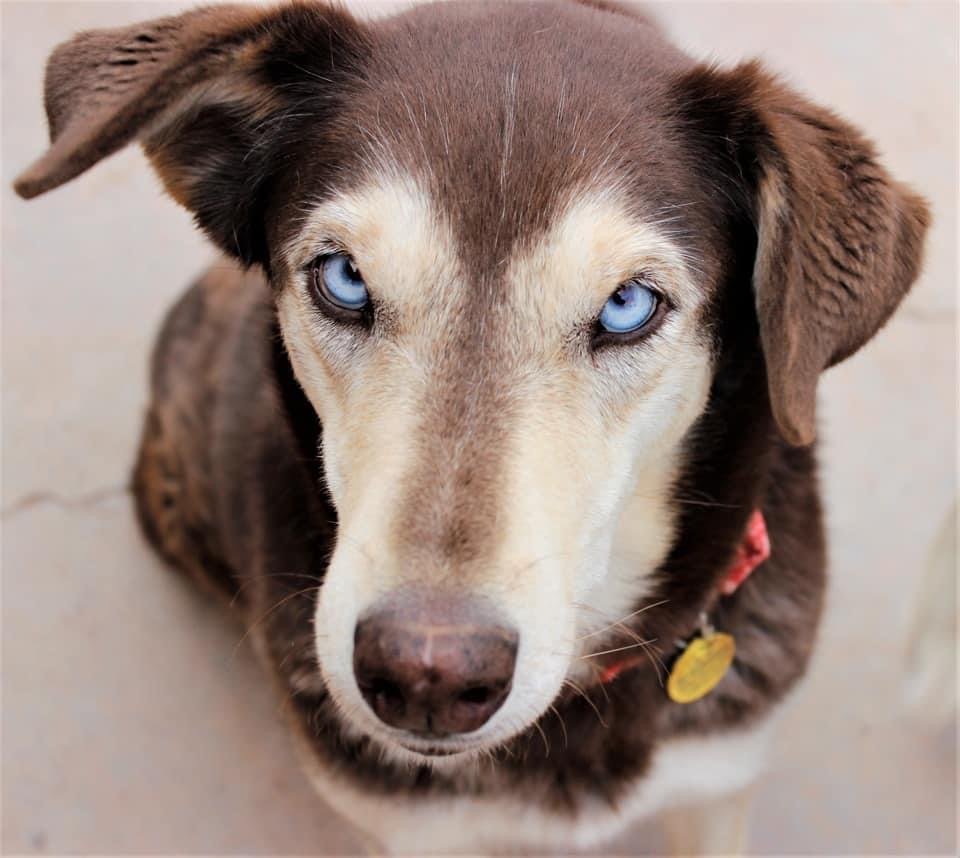 Freya, an adoptable Siberian Husky, Shepherd in Cedar Crest, NM, 87008 | Photo Image 1