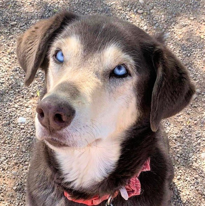 Freya, an adoptable Siberian Husky, Shepherd in Cedar Crest, NM, 87008 | Photo Image 2