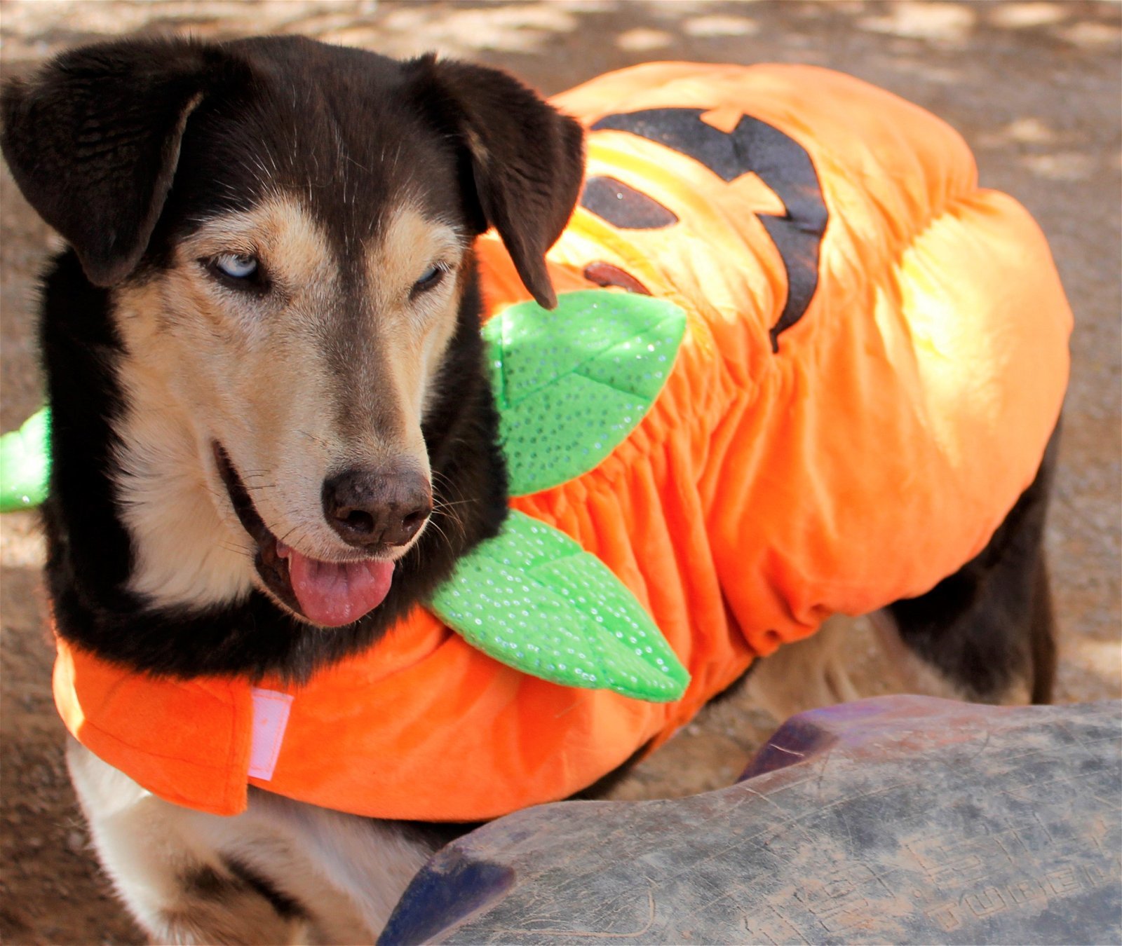 Freya, an adoptable Siberian Husky, Shepherd in Cedar Crest, NM, 87008 | Photo Image 3