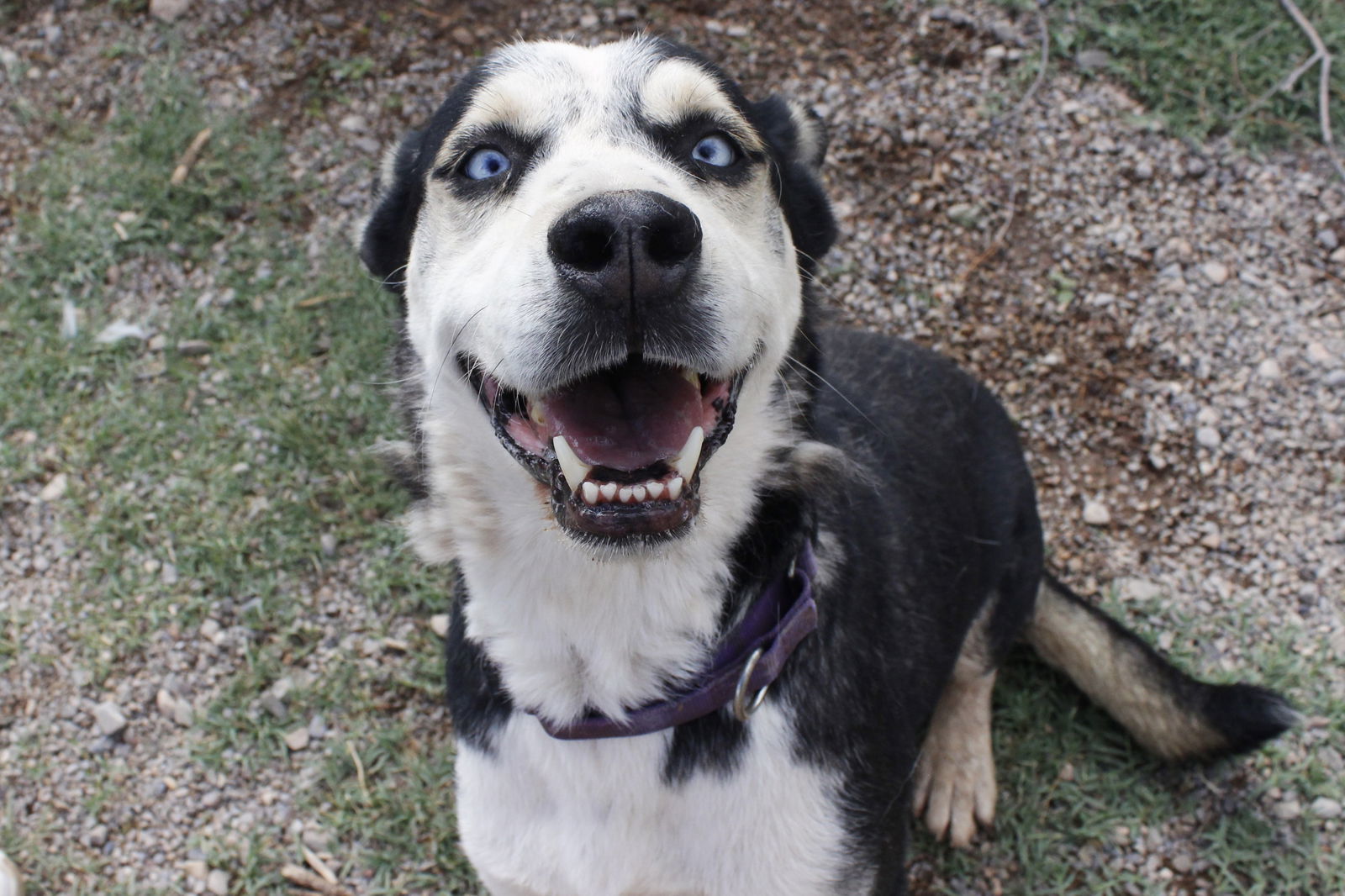 Skipper, an adoptable Siberian Husky, Shepherd in Cedar Crest, NM, 87008 | Photo Image 1