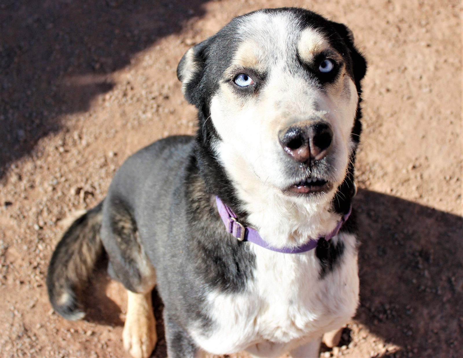 Skipper, an adoptable Siberian Husky, Shepherd in Cedar Crest, NM, 87008 | Photo Image 2