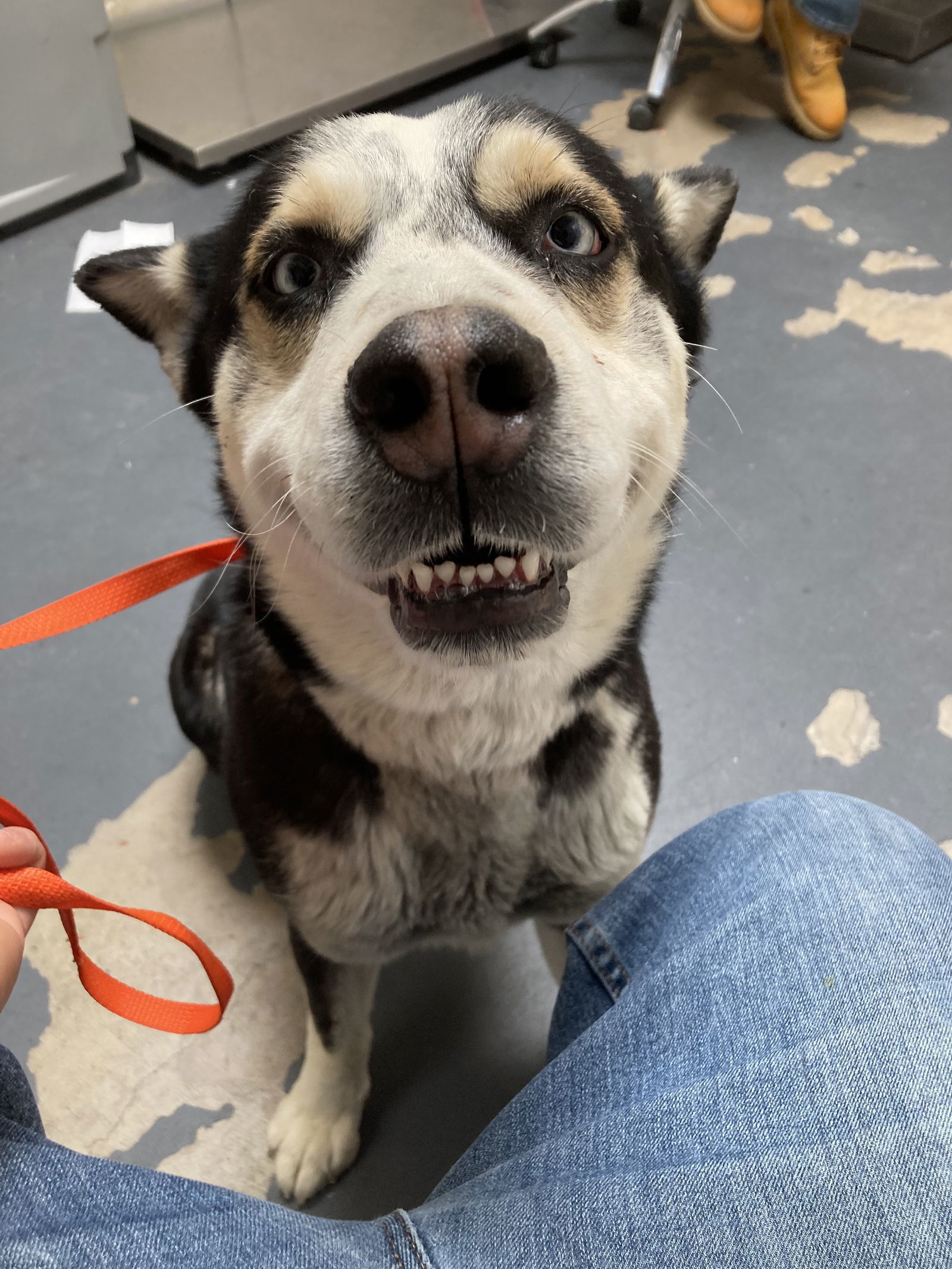 Skipper, an adoptable Siberian Husky, Shepherd in Cedar Crest, NM, 87008 | Photo Image 3