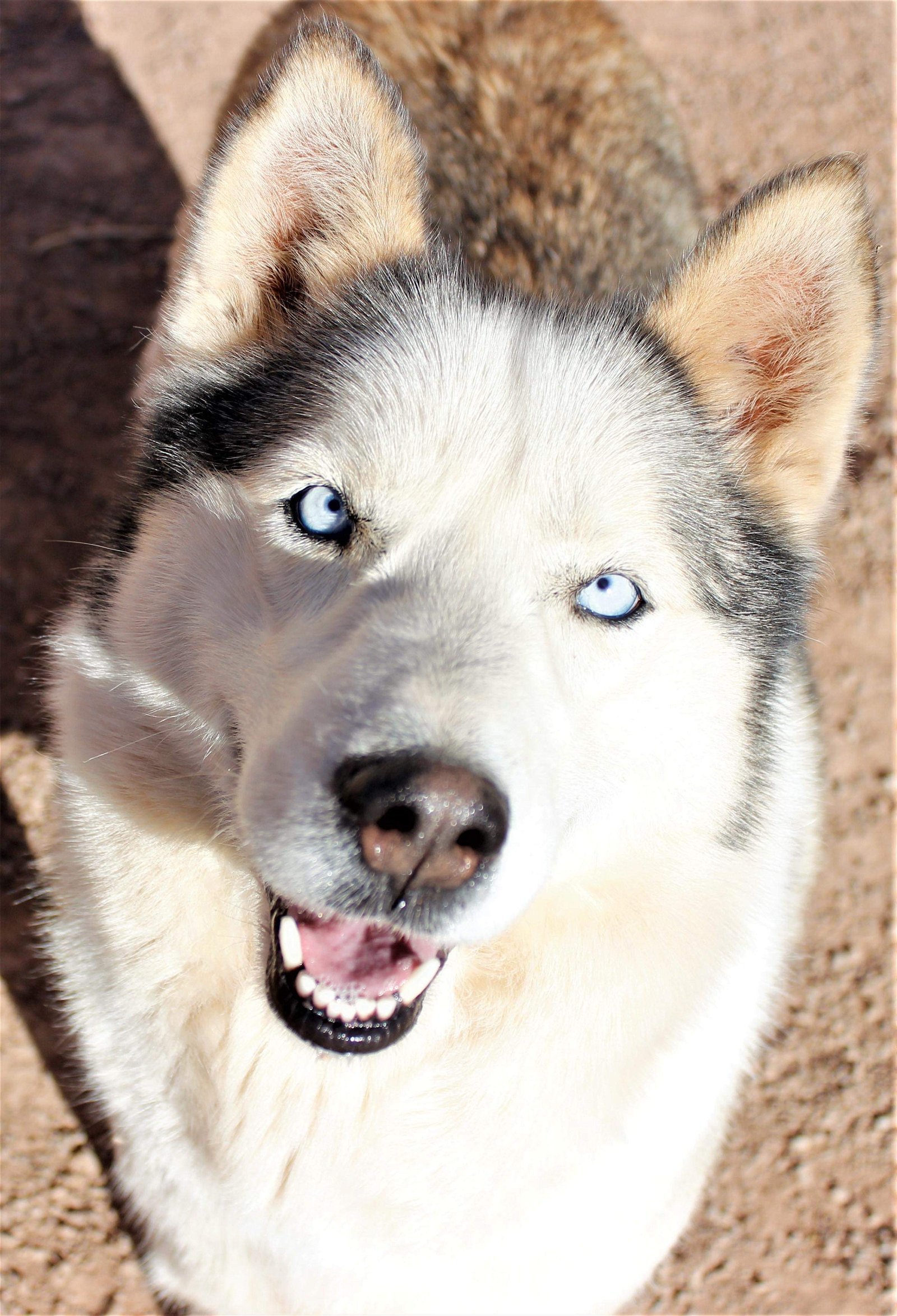 Riley, an adoptable Siberian Husky in Cedar Crest, NM, 87008 | Photo Image 1