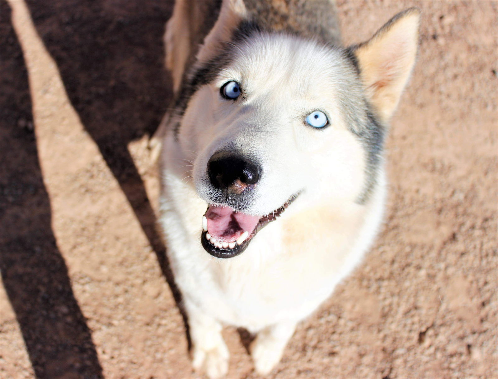 Riley, an adoptable Siberian Husky in Cedar Crest, NM, 87008 | Photo Image 2