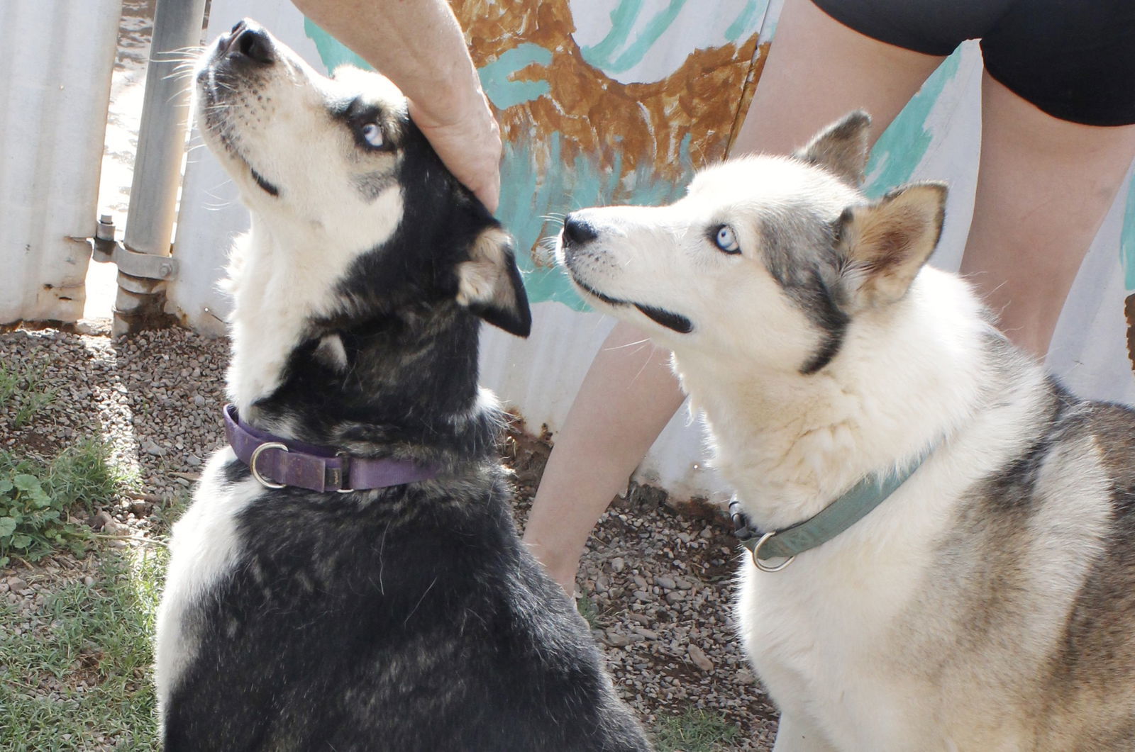 Riley, an adoptable Siberian Husky in Cedar Crest, NM, 87008 | Photo Image 3