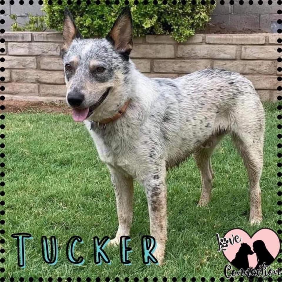 Tucker