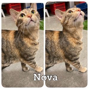 Nova