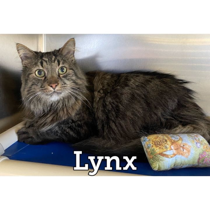 Lynx, an adoptable Maine Coon & Tabby Mix in Waynesburg, PA_image-1