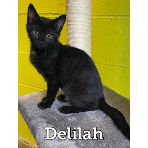 Delilah