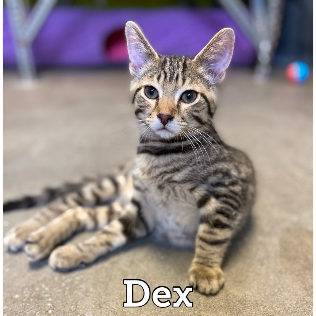 Dex detail page