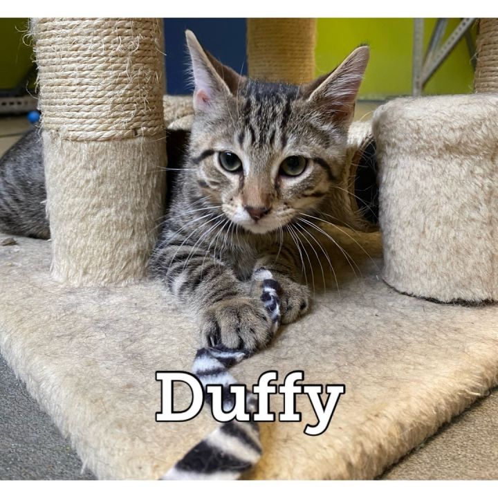 Duffy 1