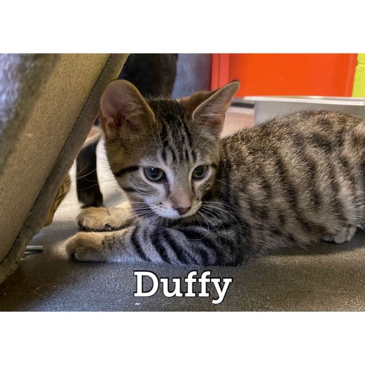 Duffy 2
