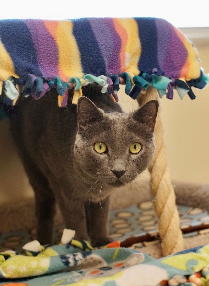 Sander, an adoptable Domestic Short Hair in Naperville, IL_image-1