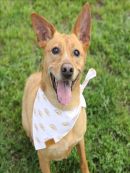 CARLEE's profile on Petfinder.com