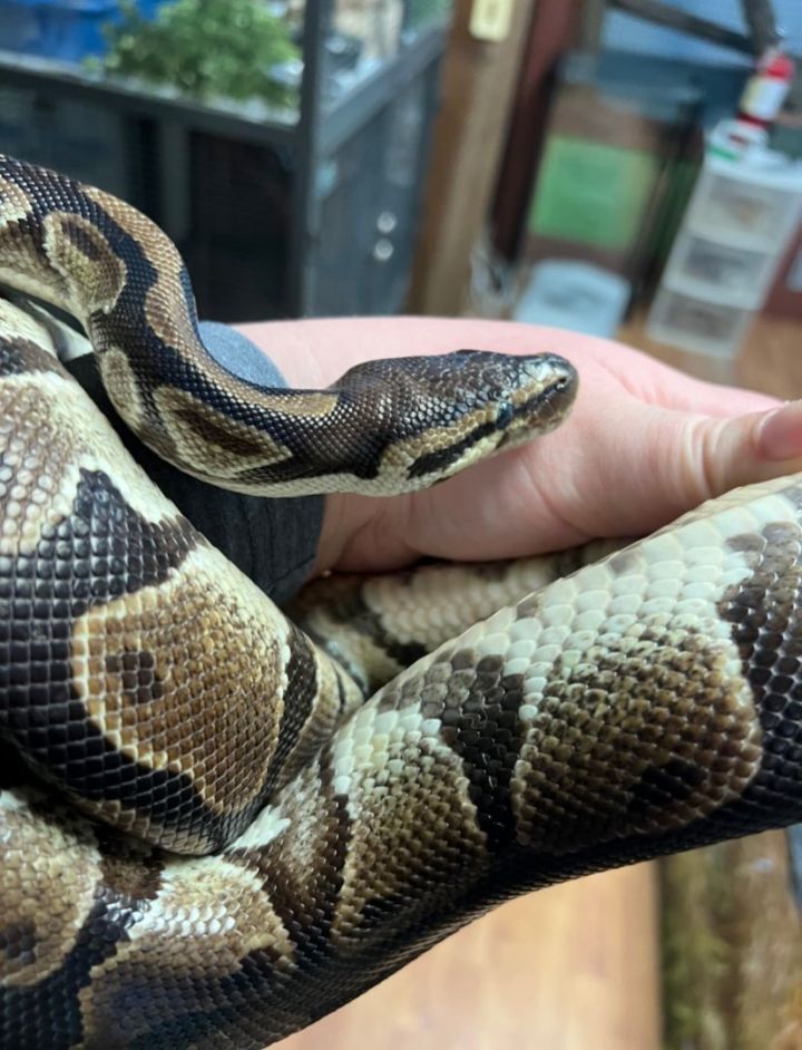 Adopt a snake cheap near me