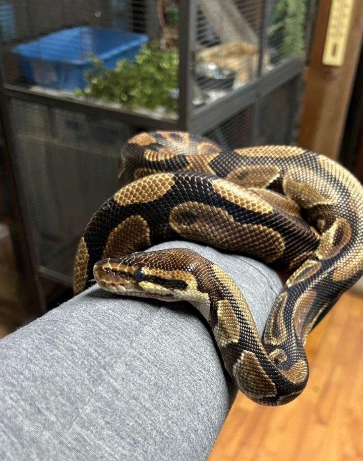 Snake for adoption Glimmer, a Ball Python in Quilcene, WA Petfinder