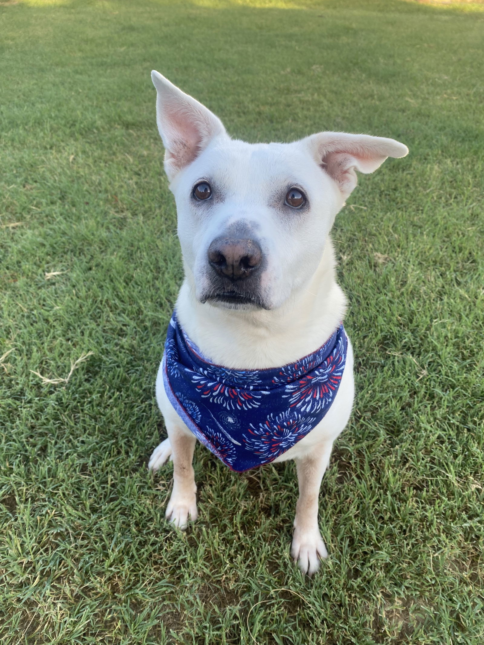 Angel, an adoptable Staffordshire Bull Terrier in Gun Barrel City, TX, 75147 | Photo Image 1