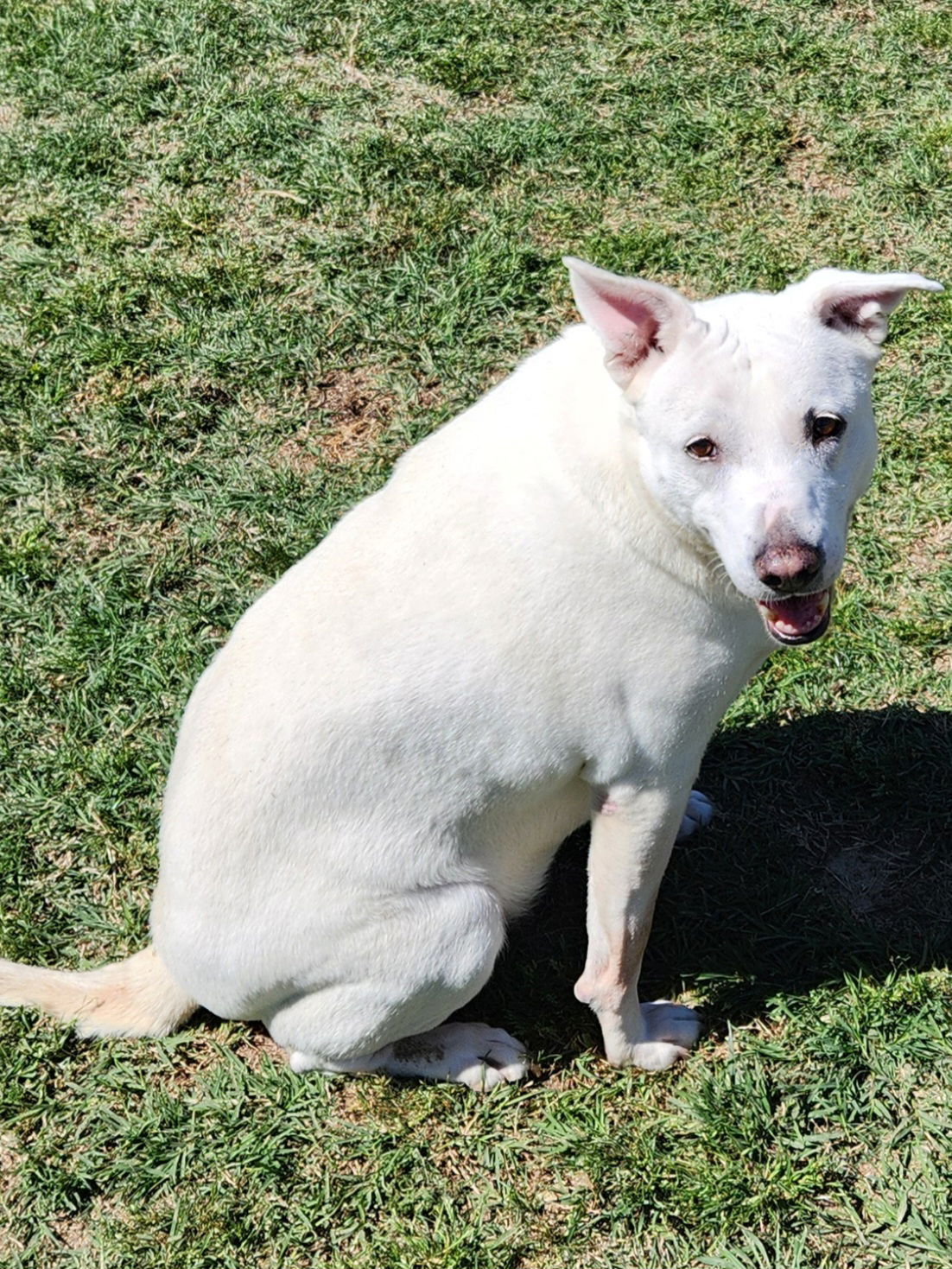 Angel, an adoptable Staffordshire Bull Terrier in Gun Barrel City, TX, 75147 | Photo Image 2