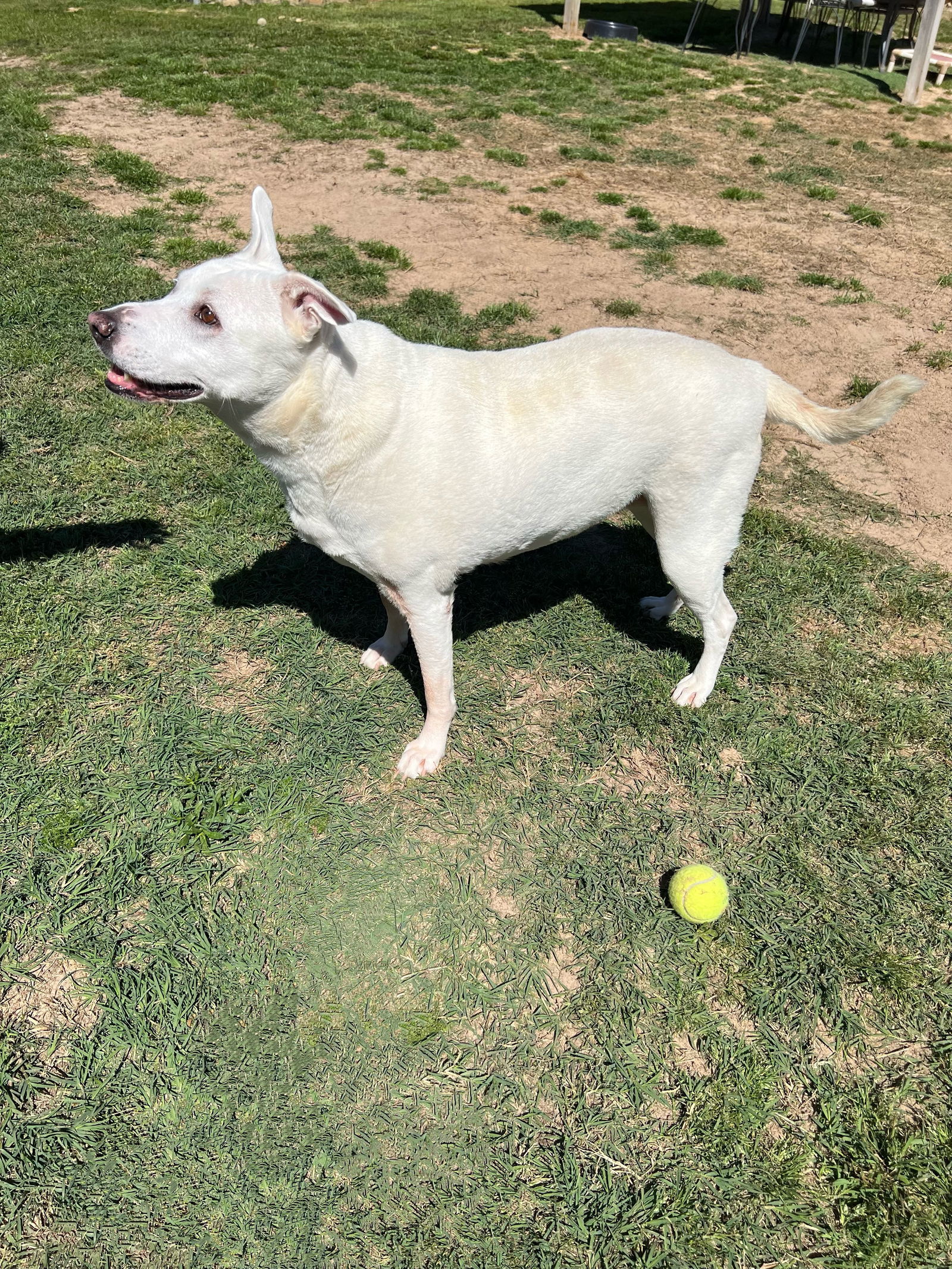 Angel, an adoptable Staffordshire Bull Terrier in Gun Barrel City, TX, 75147 | Photo Image 3