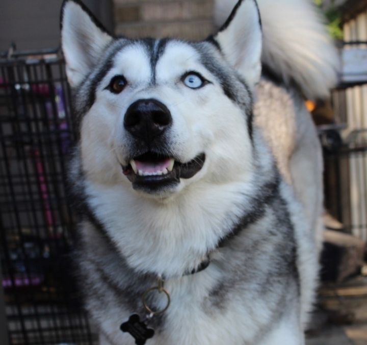 MONGO (aka Boris), St. Louis, MO, an adoptable Husky & American Eskimo Dog Mix in Saint Louis, MO_image-1
