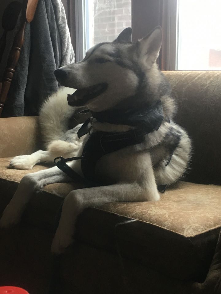 MONGO (aka Boris), St. Louis, MO, an adoptable Husky & American Eskimo Dog Mix in Saint Louis, MO_image-4