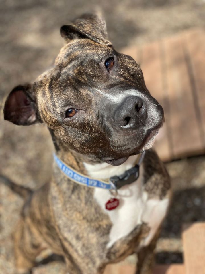 Braxton, an adoptable Pit Bull Terrier Mix in Kansas City, MO_image-2