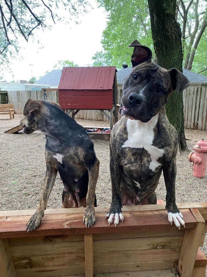 Braxton, an adoptable Pit Bull Terrier Mix in Kansas City, MO_image-3