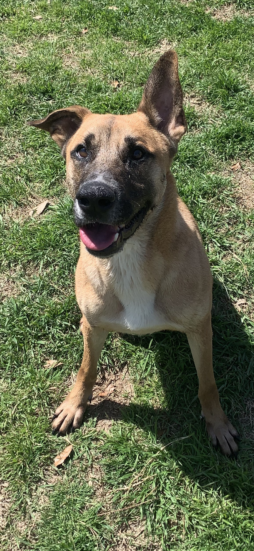 Pumba, an adoptable Shepherd in Gun Barrel City, TX, 75147 | Photo Image 1