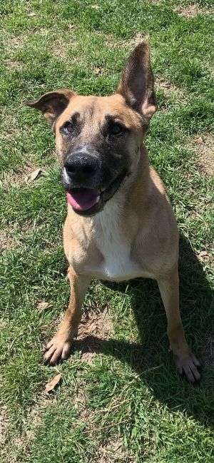 Pumba, Young Male Shepherd