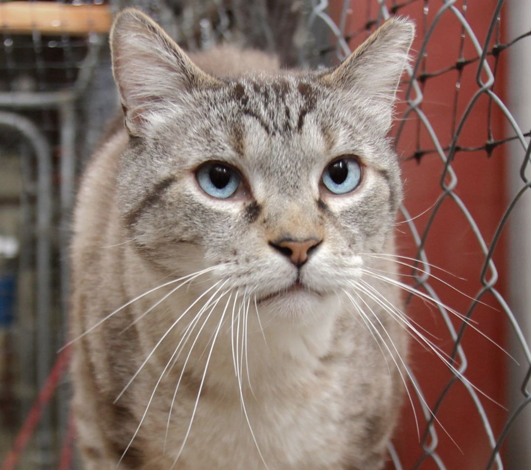 Jamie, an adoptable Siamese in Harrisville, UT, 84404 | Photo Image 1