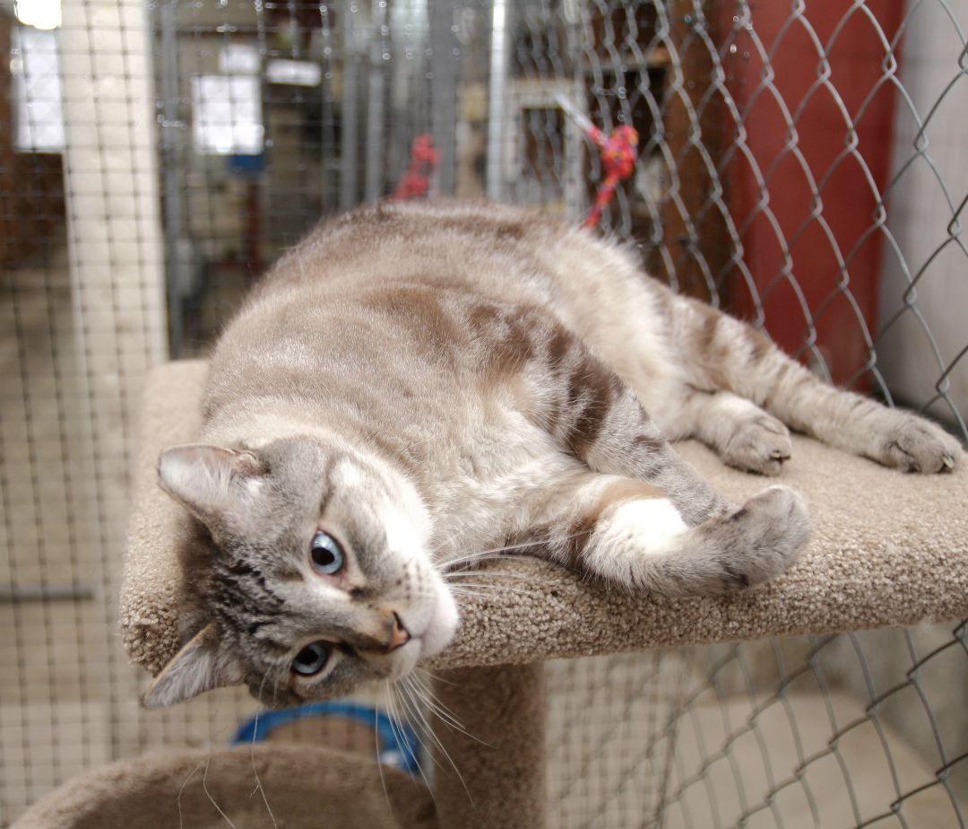 Jamie, an adoptable Siamese in Harrisville, UT, 84404 | Photo Image 2