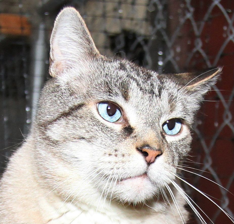 Jamie, an adoptable Siamese in Harrisville, UT, 84404 | Photo Image 3