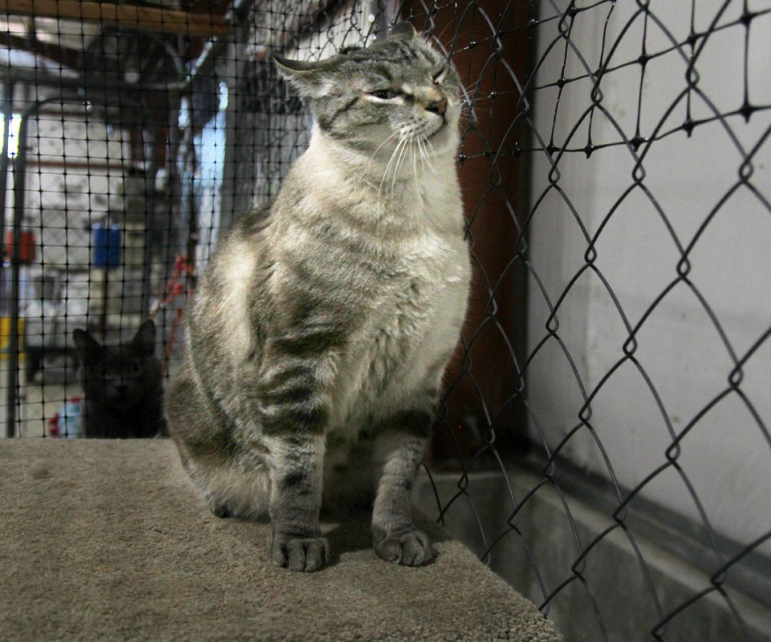 Jamie, an adoptable Siamese in Harrisville, UT, 84404 | Photo Image 4