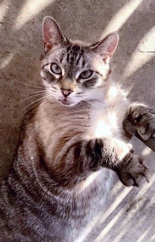Klaus (bonded to Ray), an adoptable Domestic Short Hair in Oakville, ON, L6H 5K9 | Photo Image 1