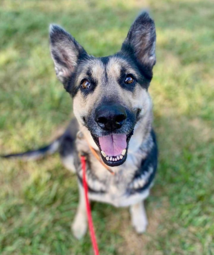 Athena, an adoptable German Shepherd Dog in Chesterfield, MO_image-3