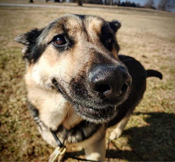 Athena, an adoptable German Shepherd Dog in Chesterfield, MO_image-5