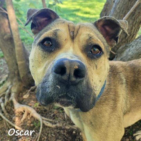 Oscar