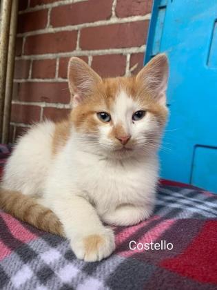Costello, an adoptable Domestic Medium Hair & Domestic Short Hair Mix in Cumberland, MD_image-1