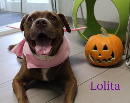 Lolita